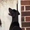 🐶Alice🐶 - @alice.great._dane - TikTok