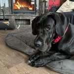 Alice The Great Dane - @alicethegreatdane - Instagram