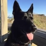 Alice Dickey - @alice20366081 - Instagram