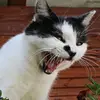 Alice Tucker Doering - @alicetuckerdoering - TikTok