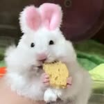 @ali_ceenglert - Instagram