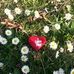 Alice Forrest - Facebook