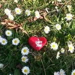 Alice Forrest - @aliceforrest8 - Instagram