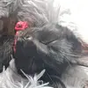 aliceforrest8 - @aliceforrest8 - TikTok