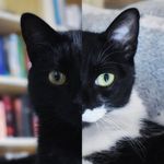 Alice & Freya 🐱Vida Cat Friendly - @aliceyfreya - Instagram