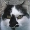 Alice Grenier486 - @alice__grenier2 - TikTok