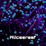 Alice Hogan - @alicesreef - Instagram