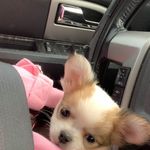 Alice Hutton - @chihuahua_buttons - Instagram