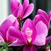 Alice Labbe - Facebook