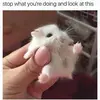 Alice - @alicelabellec - TikTok