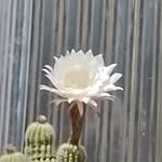 Alicia Graciela lambrecht - @aliciagracielalambrecht - Instagram