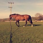 Alice Lomas - @eventing_flo - Instagram