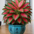 Alice Lui - Facebook