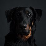 Alice & Marcus - @marcus.beauceron - Instagram