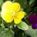 Alice Marcus - Facebook