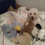 Alice Mcqueen - @chocolatemustache1 - Instagram
