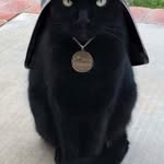 Alice Mears - @aquanquinn - Instagram