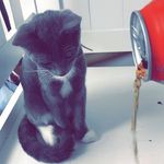 Alice Meeks - @_.aliice._white._pawz - Instagram