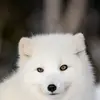 Alice moto - @alice.moto0 - TikTok