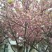 Alice Nardone - Facebook