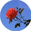 alice_nedds - @alice_nedds - TikTok