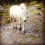 AliceNeedham🐴 - @aliceneedham.x - Instagram