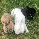 The 3 Musketeers - @neffertiti_alice_butterscotch - Instagram