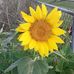 Alice Nemec - Facebook