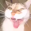 Alice@ - @alicenew72 - TikTok