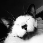 Alice Not Trashcat - @alice_not_trashcat - Instagram