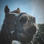 Alice Nylander - Facebook