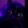 🌸Oliver and alice🌸 - @alice_oliver66 - TikTok
