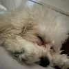 健 - @alice.orangecat - TikTok