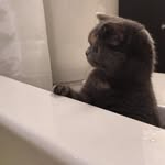 Aliceorange - @alice.britishshorthair - Instagram
