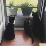 Animal, Alice & Oswald - @3kristalkitties - Instagram