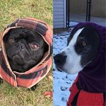 Otis And Alice - @otis_and_alice - Instagram