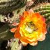 Alice Parra - Facebook