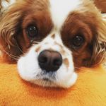 Percy - @percy_alice - Instagram