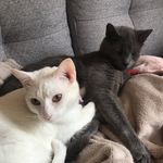 Percy&Alice - @thesuitelifeofpercyandalice - Instagram