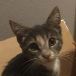 Alice Pugh - @alice_shmalice_the_cat - Instagram