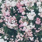 Alice - @alice_quinn - Instagram