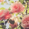 alicereilly810 - @alicereilly810 - TikTok