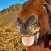 Alice🐎 - @alice___renard9283 - TikTok