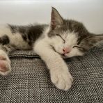 Alice Renard - Facebook