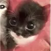 Alice Schoen - @aliceschoen5114 - TikTok