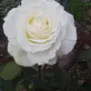alicesequeira1 - @alicesequeira43 - TikTok
