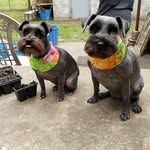 Alice & Sherlock - @theschnauzerpupps - Instagram