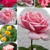 Alice Simmonds - Facebook