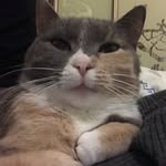 Alice🐾 - @alice_smart_lady - Instagram