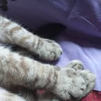 Alice Stabile - Facebook